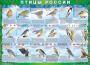 Комплект таблиц "Птицы России (4 листа)" (100х140 сантиметров, винил) - fgospostavki.ru - Муравленко