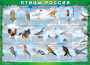 Комплект таблиц "Птицы России (4 листа)" (100х140 сантиметров, винил) - fgospostavki.ru - Муравленко