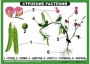 Комплект таблиц "Ознакомление с окружающим миром 1-4 класс" - fgospostavki.ru - Муравленко